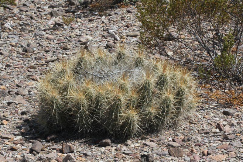 echinocereusstramineus.jpg