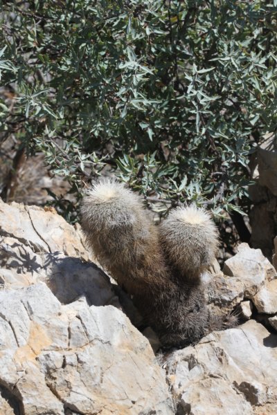 echinocereusdasyacanthus.jpg