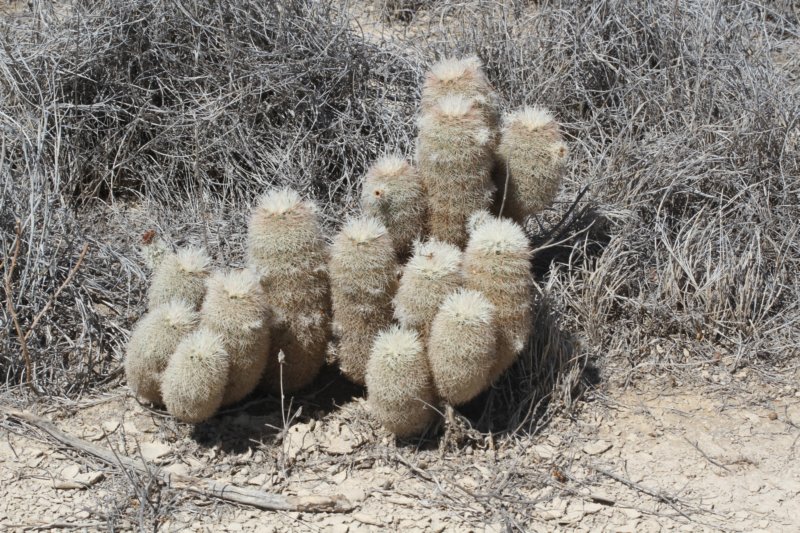 echinocereusdasyacanthus.jpg