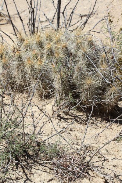 echinocereusstramineus.jpg