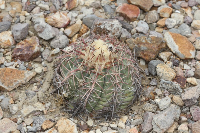 echinocactushorizonthalonius.jpg