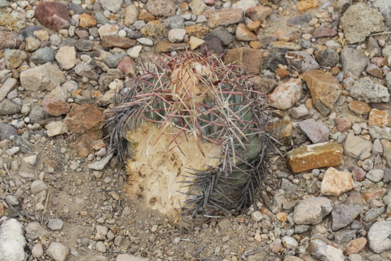 echinocactushorizonthalonius2.jpg