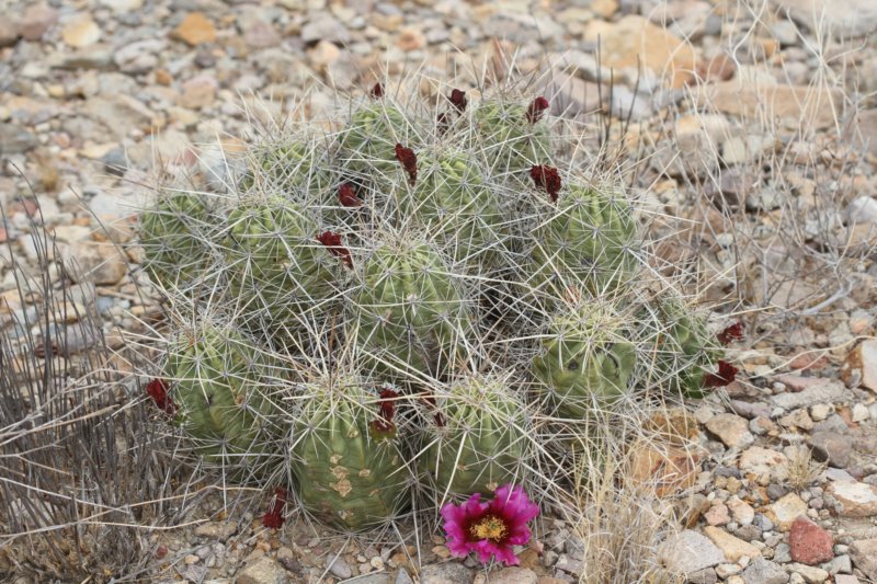 echinocereusenneacanthus.jpg