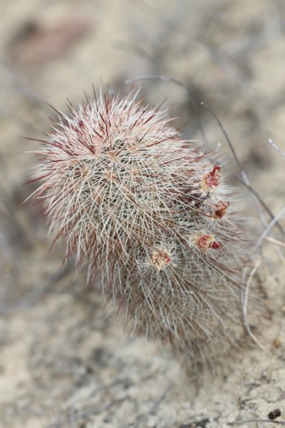 echinocereusrussanthus2.jpg