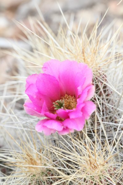 echinocereusstramineus2.jpg