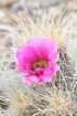 echinocereusstramineus2_small.jpg