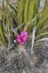 echinocereusstramineusatbaseofagavelecheguilla_small.jpg