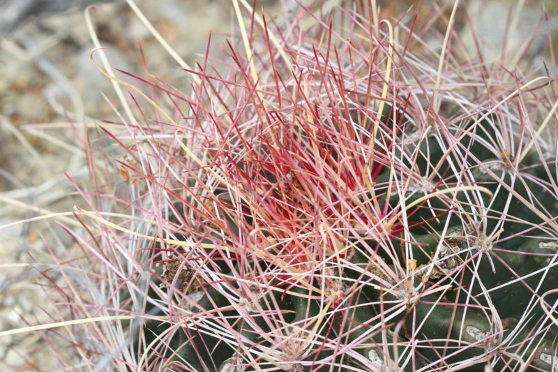 hamatocactushamatacanthusferocactus2.jpg