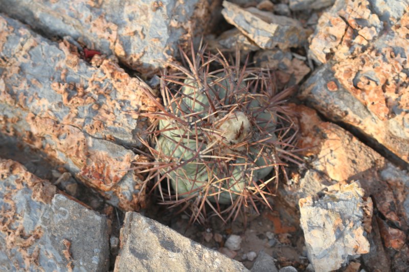 echinocactushorizonthalonius2.jpg