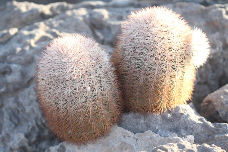 echinocereusdasyacanthus.jpg