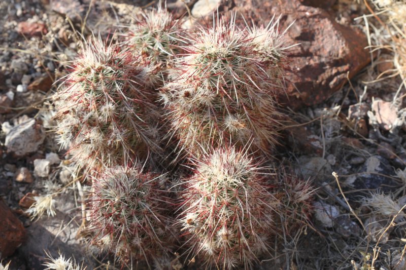 echinocereuschloranthus3.jpg