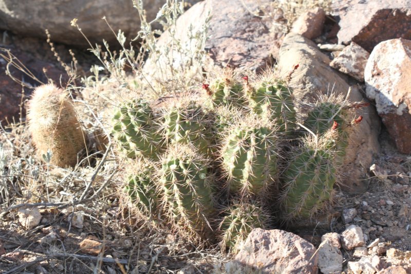 echinocereuscoccineusbackgroundedasyacanthus.jpg