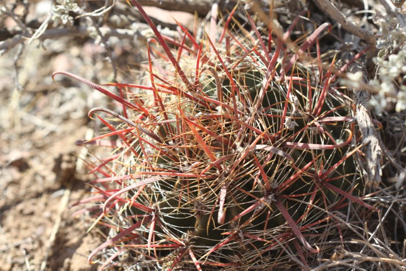 ferocactuswislizenii2.jpg