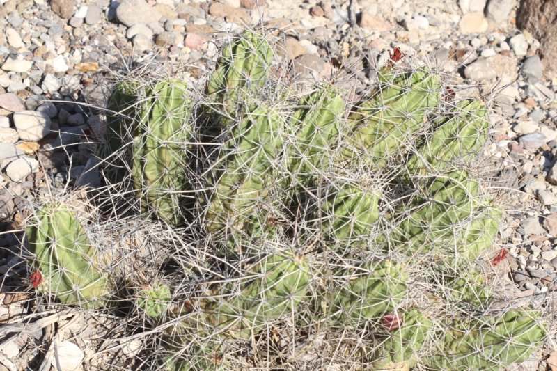 echinocerusenneacanthus.jpg