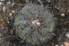 echinocactushorizonthalonius_small.jpg