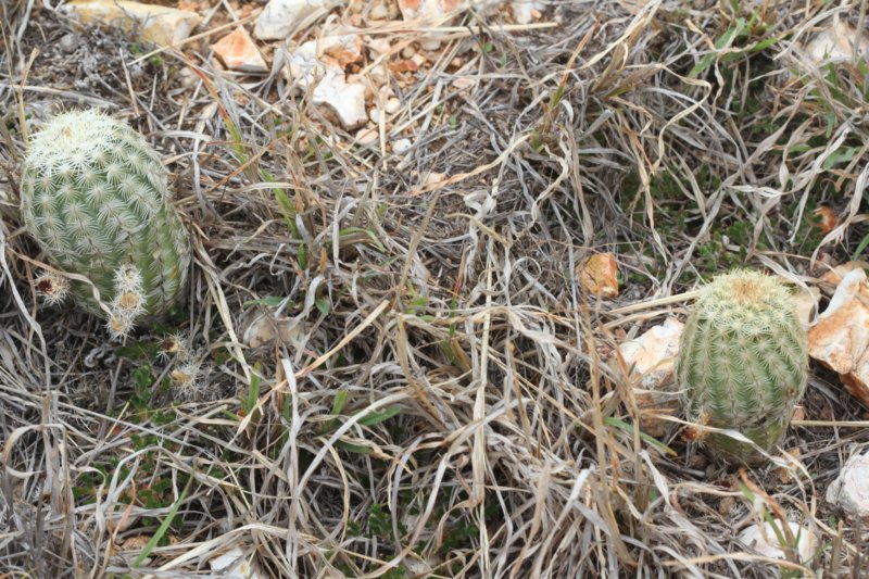 echinocereusviridiflorusvarcorrellii.jpg