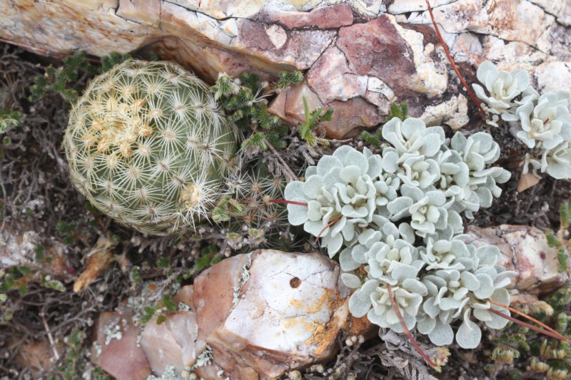 echinocereusviridiflorusvarcorrellii4.jpg