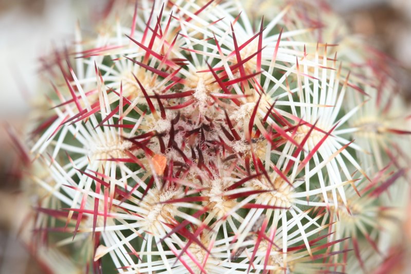 echinocereusviridiflorusvarcylindricusjuvenile.jpg