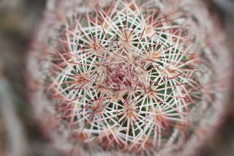 echinocereusdasyacanthus3.jpg