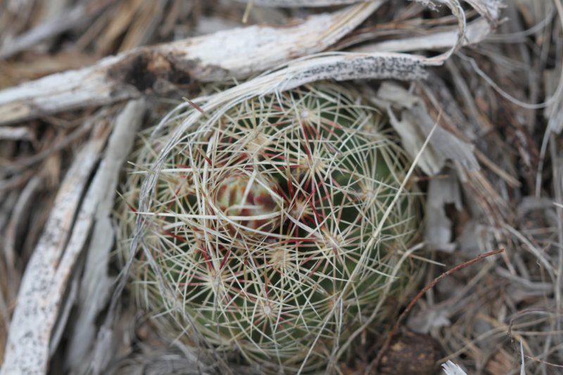 helocactusflavidispinusbicolorvar.jpg