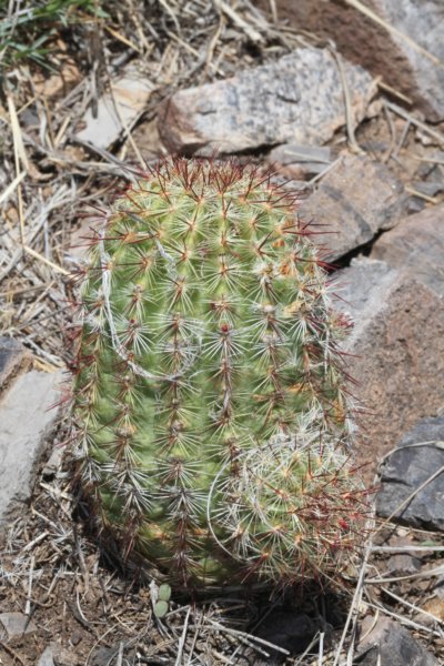 echinocereusviridiflorusvarcylindricus2.jpg