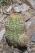 echinocereusviridiflorusvarcylindricus2_small.jpg