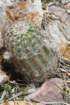 echinocereusviridiflorusvarcylindricus3_small.jpg