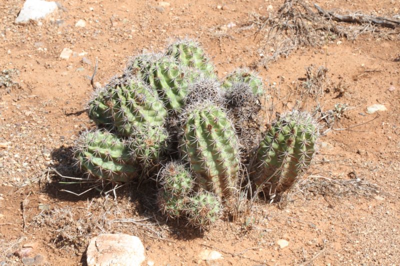 echinocereusxroetterivarneomexicana2.jpg