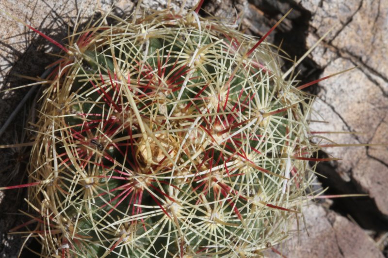 thelocactusflavidispinusbicolorvar2.jpg