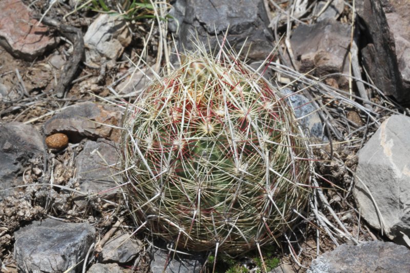 thelocactusflavidispinusbicolorvar3.jpg