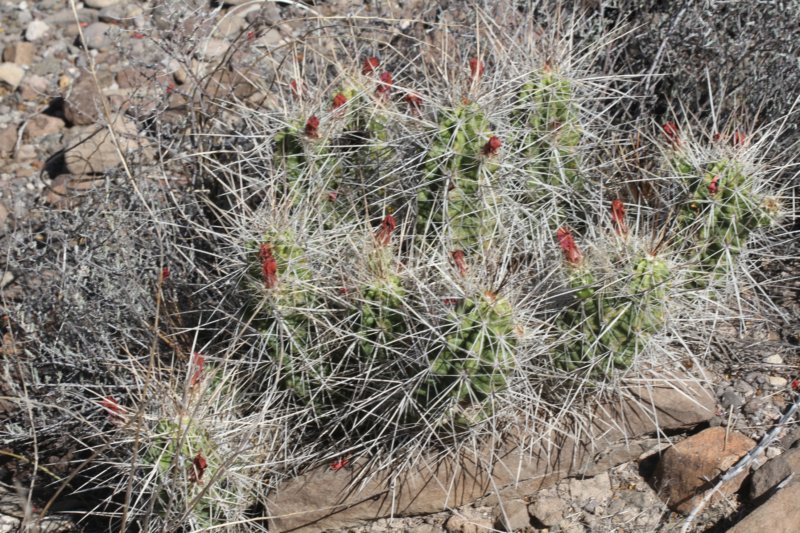 echinocereusenneacanthus.jpg