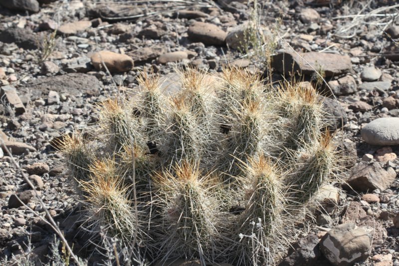 echinocereusstramineus.jpg