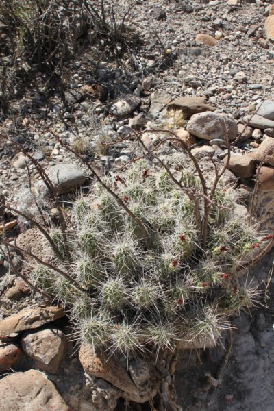 echinocereusenneacanthus.jpg