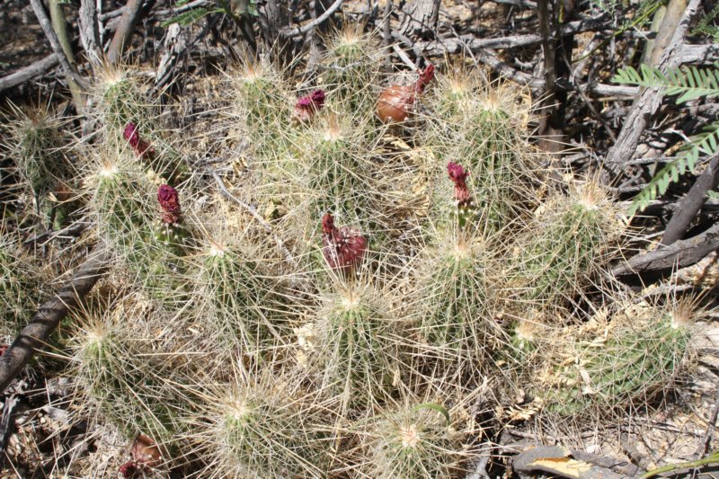 echinocereusstramineus.jpg