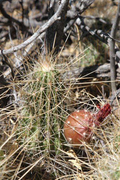 echinocereusstramineus2.jpg