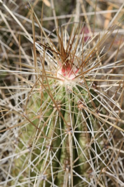 echinocereusstramineus4.jpg