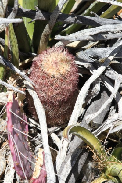 echinocereusdasyacanthus.jpg