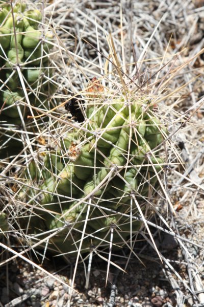 echinocereusenneacanthus2.jpg