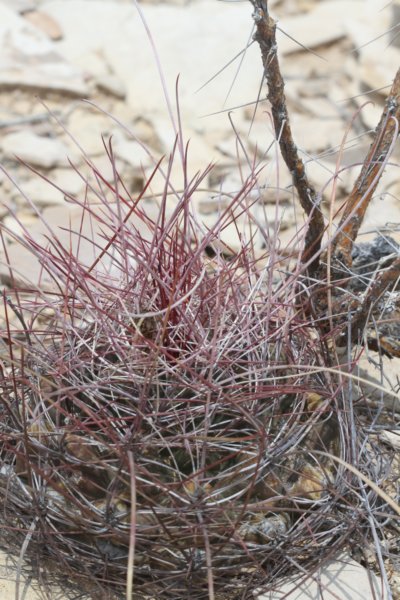 hamatocactushamatacanthusferocactus.jpg