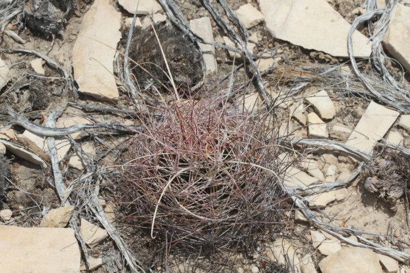 hamatocactushamatacanthusferocactus2.jpg