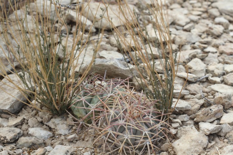 echinocactushorizonthalonius3.jpg