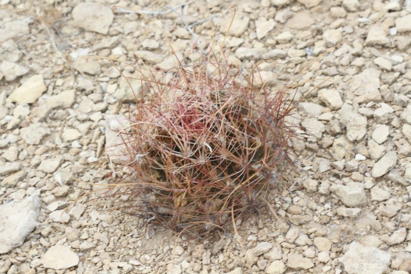 hamatocactushamatacanthusferocactus.jpg