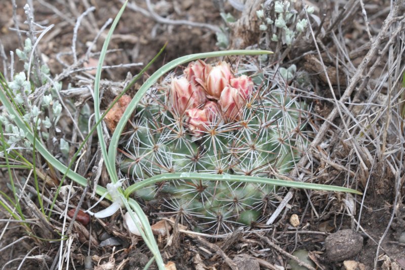 pediocactussimpsonii2.jpg