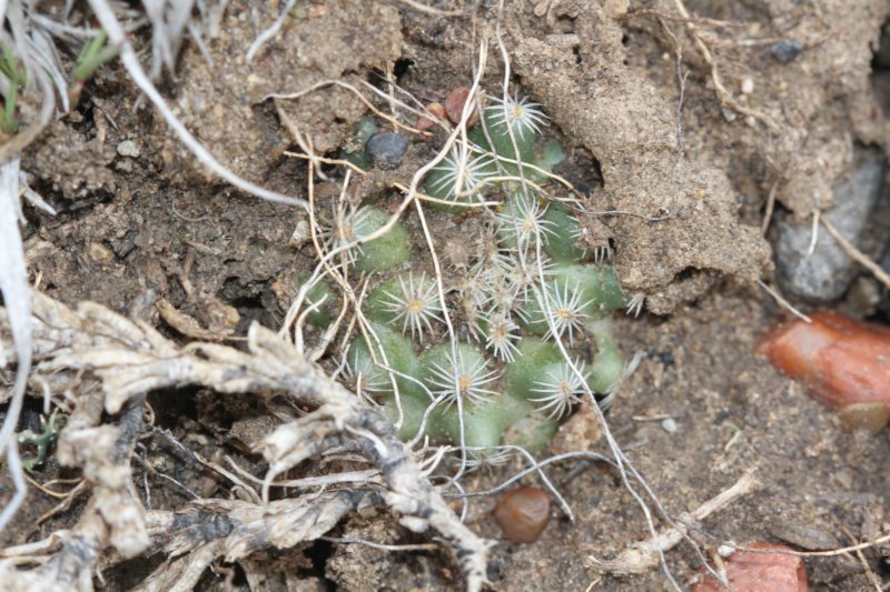 pediocactussimpsonii3.jpg