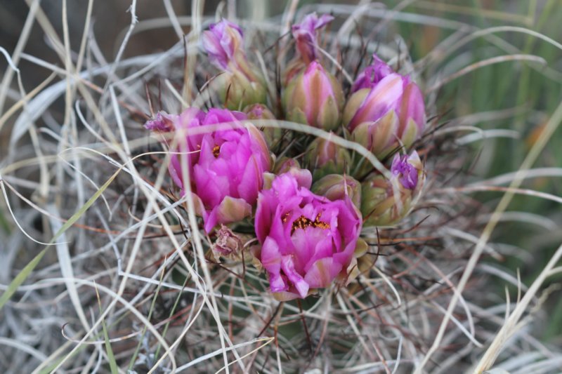 sclerocactusparviflorus2.jpg