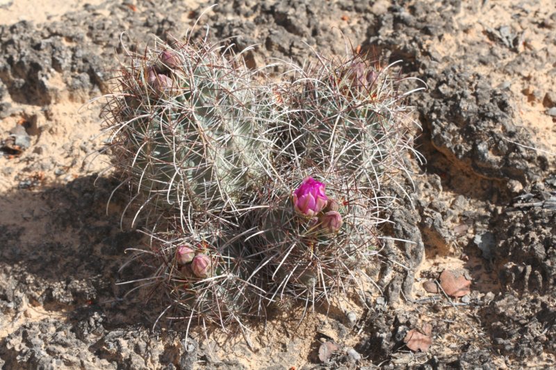 sclerocactushavasupaiensiswhippleivarroseus.jpg