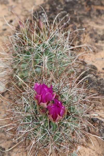 sclerocactushavasupaiensiswhippleivarroseus4.jpg