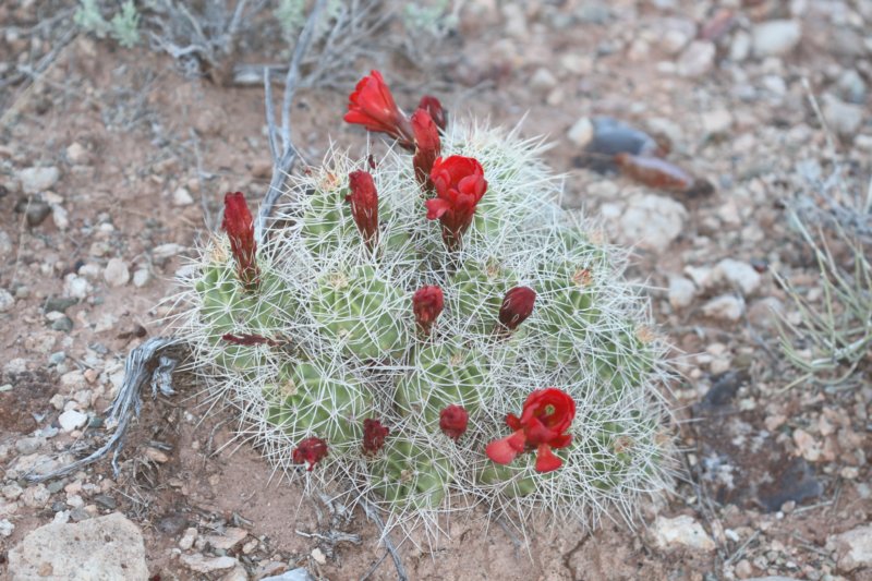 echinocereustriglochidiatus.jpg