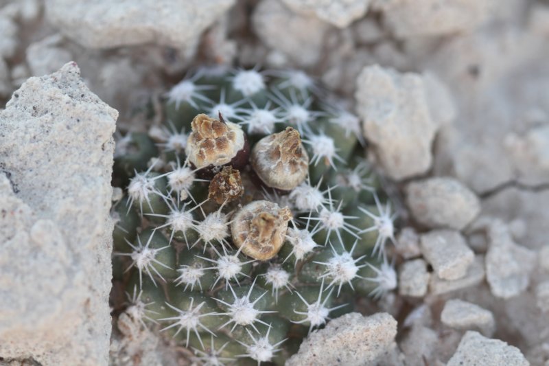 pediocactusbradyivarwinkleri.jpg