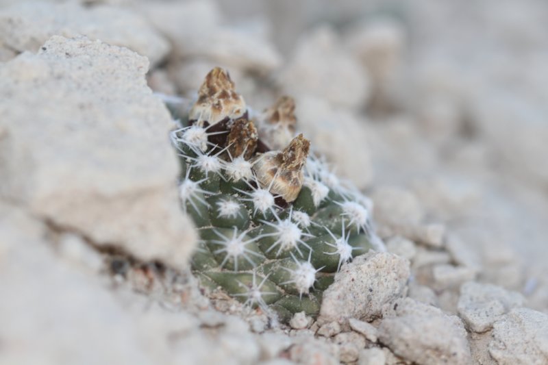 pediocactusbradyivarwinkleri2.jpg